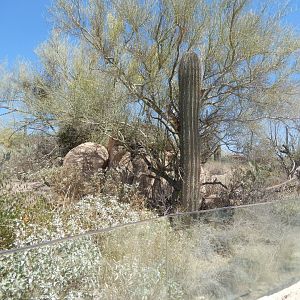 5/8/2022 - Chuckwalla & Eastern Collared Lizard Habitat