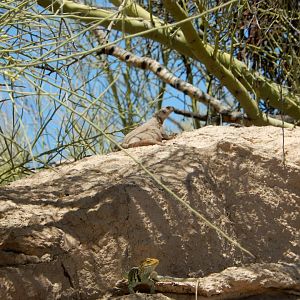 5/8/2022 - Eastern Collared Lizard (?)