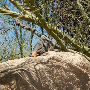 5/8/2022 - King of the Rock