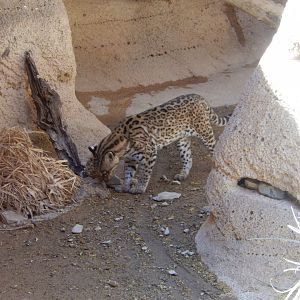 5/8/2022 - Curiosity Has Got This Cat