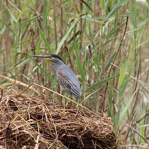 Striated heron