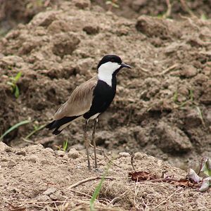 Spur-winged plover