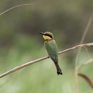 Little bee-eater