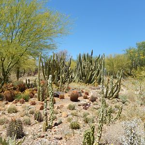 5/8/2022 - Several Types of Cacti
