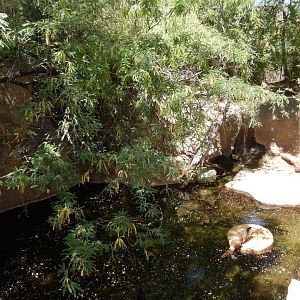 5/8/2022 - River Otter Exhibit