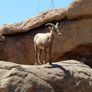 5/8/2022 - Desert Bighorn Sheep Ewe