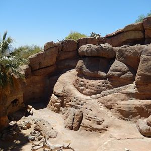 5/8/2022 - Desert Bighorn Sheep Habitat