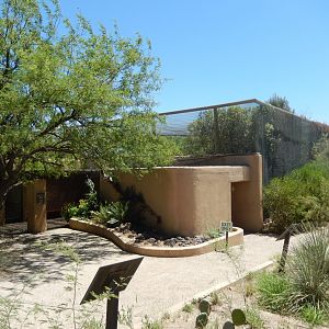 5/8/2022 - Birds of the Sonoran Desert Aviary