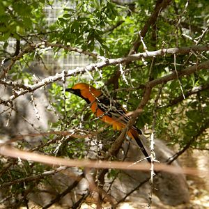 5/8/2022 - Hooded Oriole