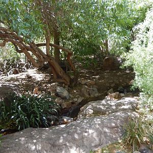 5/8/2022 - Birds of the Sonoran Desert - General View