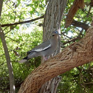 5/8/2022 - White-winged Dove