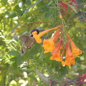 5/8/2022 - Costa's Hummingbird