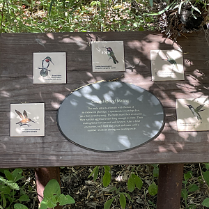 5/8/2022 - All the Hummingbird Species On Display