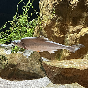 5/8/2022 - Bonytail Chub