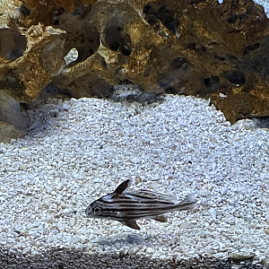 5/8/2022 - Fish Species?