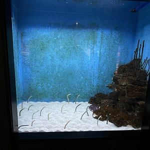 5/8/2022 - Garden Eel Tank