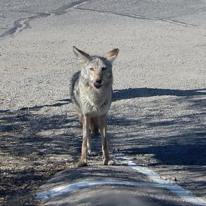 5/8/2022 - Wild Coyote
