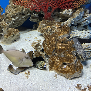 5/8/2022 - Eels and Fish