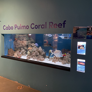 5/8/2022 - Cabo Pulmo Coral Reef Tank