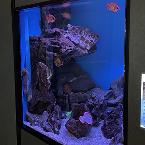 5/8/2022 - Fish Tank