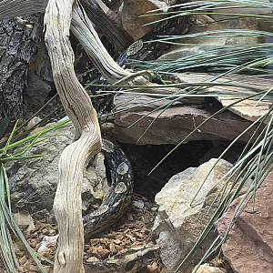 5/8/2022 - Snake (Species?)