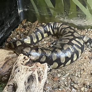 5/8/2022 - Tiger Salamander