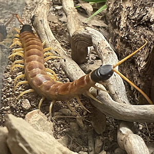 5/8/2022 - Centipede (Species?)