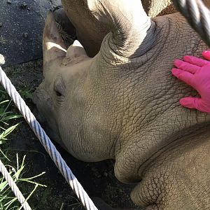 Behind the Scenes: White Rhino "Mguu"