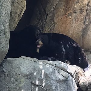 American Black Bears "Luna" and "Nova"