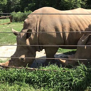 Behind the Scenes: White Rhino "Mguu" and "Kit"