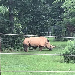 Behind the Scenes: White Rhino "Olivia"