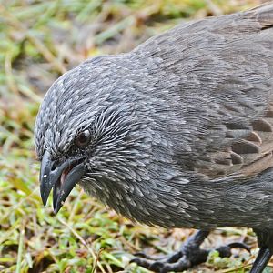 Apostle bird close up