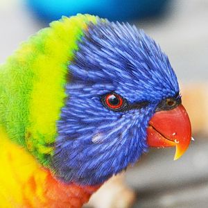 Rainbow lorikeet