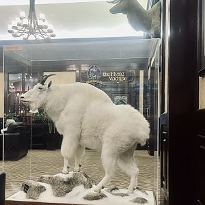 Mountain Goat at the Lakefront Hotel - Anchorage