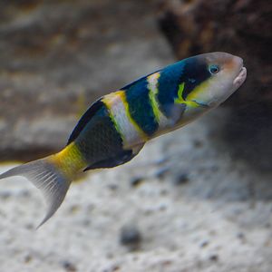 Jansen's Wrasse (Thalassoma jansenii)