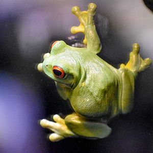 Red-eyed Tree Frog (Litoria chloris)