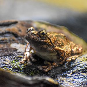 Peron's Tree Frog (Litoria peronii)