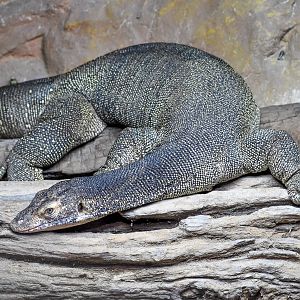 Merten's Water Monitor  (Varanus mertensi)