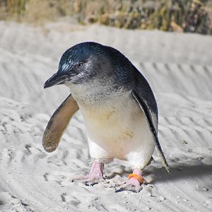 Little Penguin (Eudyptula minor)