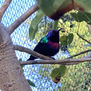 Splendid Sunbird (Cinnyris coccinigastrus)