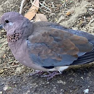 Laughing Dove (Spilopelia senegalensis)