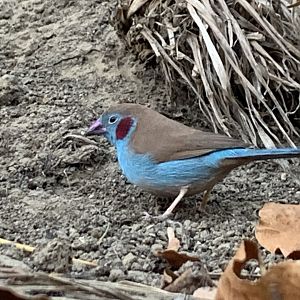 Red-Cheeked Cordon-Bleu (Uraeginthus bengalus)