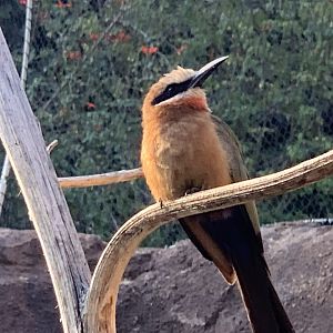 White-Fronted Bee-Eater (Merops bullockoides)
