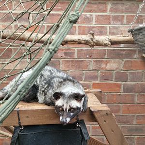 Common Palm Civet