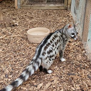 Common Genet