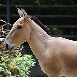 Mongolian Wild Ass
