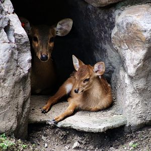 Hog Deer Fawn with Mom