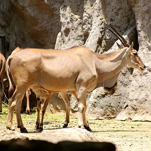 Common Eland Nursing