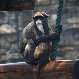 De Brazza's Monkey, Mom and Child