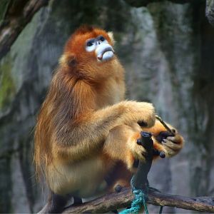 Golden Snub-nosed Monkey (Rhinopithecus roxellana)